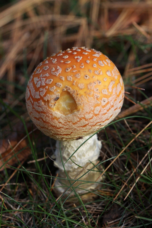 fly agaric